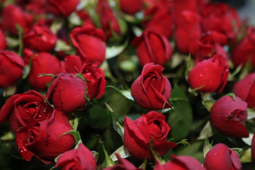 Managing Kenya’s flower exports surge for Valentine’s Day 