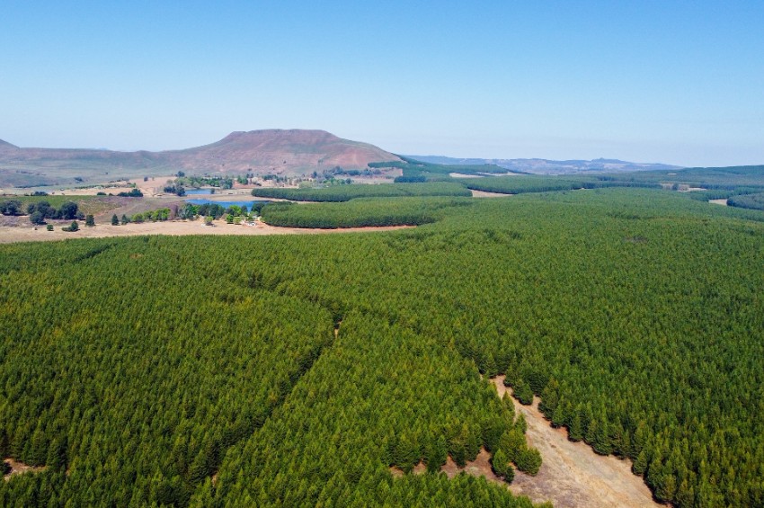 CHEP advances Forest Positive Future in SA