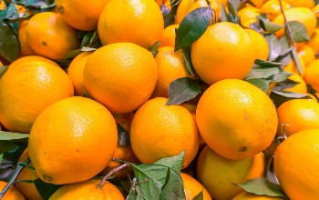 Middle East tensions impact Western Cape agri sector